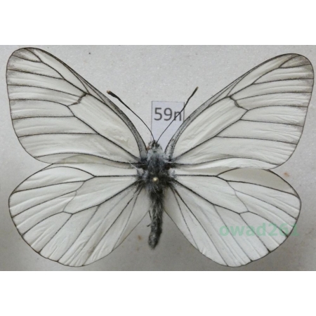 Aporia crataegi (Linnaeus, 1758) male Niestrzęp głogowiec Poland59n